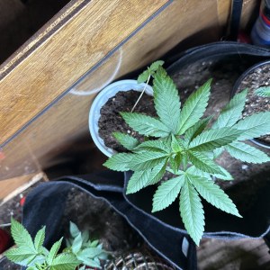 bbs-grow-diaries/blimburnseeds-com/user-48804/1d94c2111267f70d