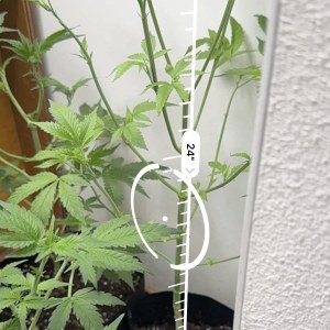 bbs-grow-diaries/blimburnseeds-com/user-48804/465ee6dbee4f90e1