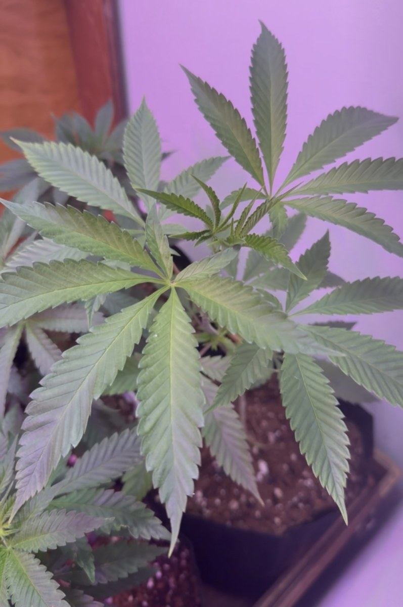 bbs-grow-diaries/blimburnseeds-com/user-48804/8508ce5f60c16a88