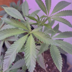 bbs-grow-diaries/blimburnseeds-com/user-48804/8508ce5f60c16a88