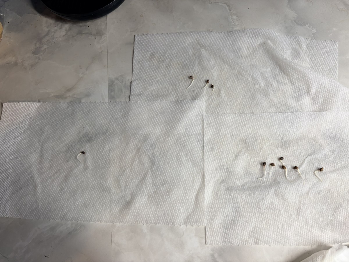 bbs-grow-diaries/blimburnseeds-com/user-49664/06ac5ac81f363d10