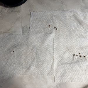 bbs-grow-diaries/blimburnseeds-com/user-49664/06ac5ac81f363d10