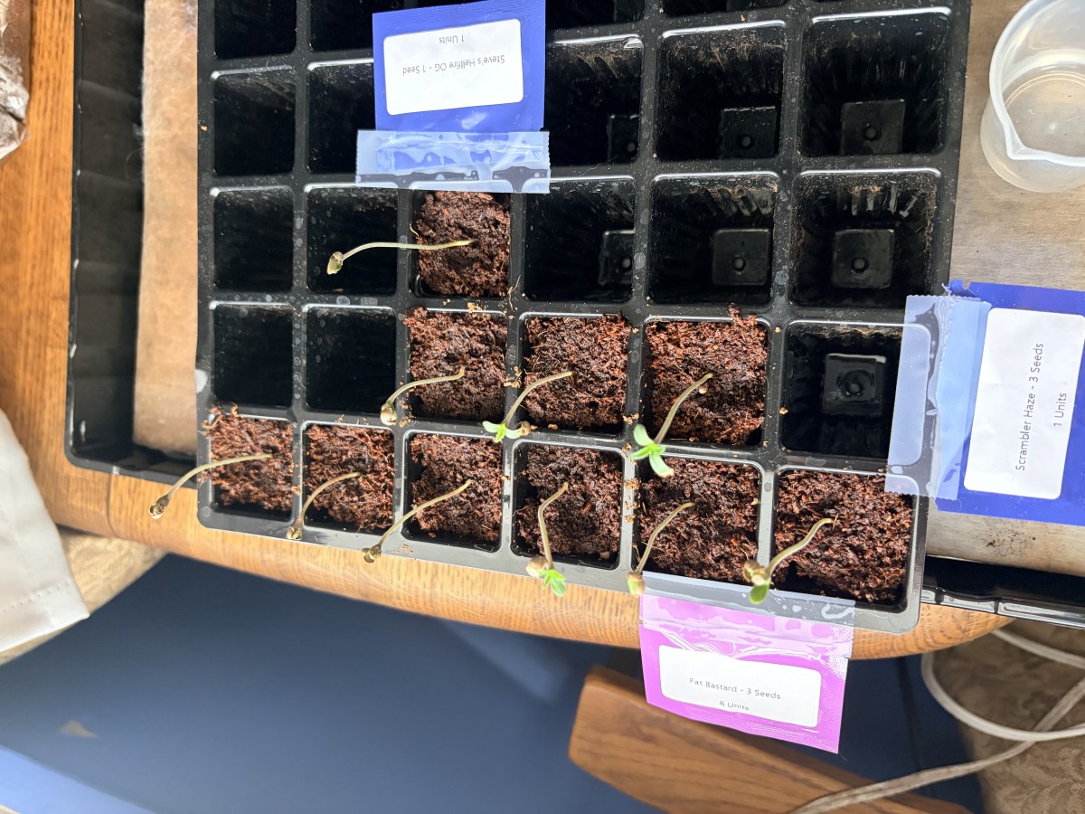 bbs-grow-diaries/blimburnseeds-com/user-49664/b510240acd3c468c