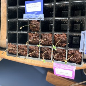 bbs-grow-diaries/blimburnseeds-com/user-49664/b510240acd3c468c