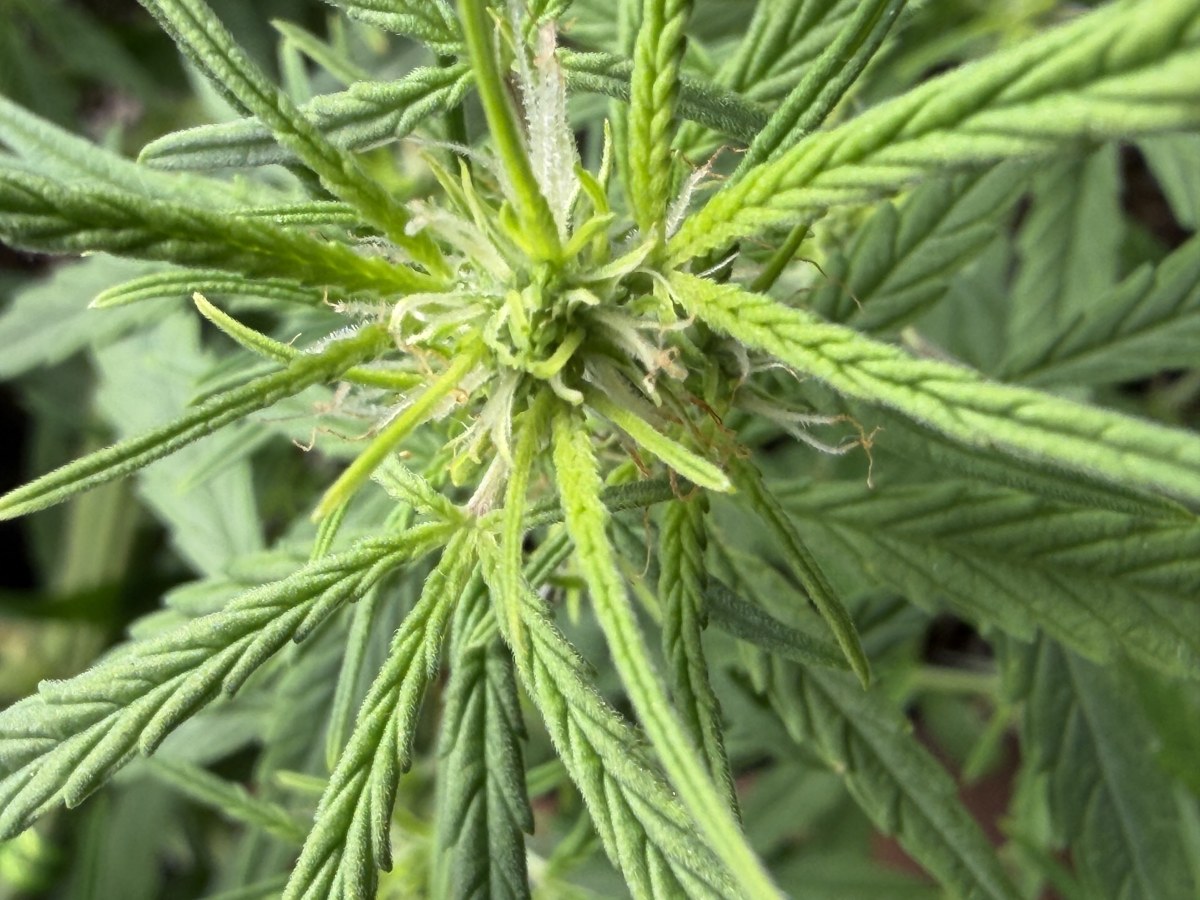bbs-grow-diaries/blimburnseeds-com/user-49874/005ba97fb36cce81