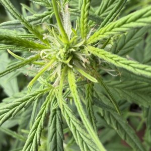bbs-grow-diaries/blimburnseeds-com/user-49874/005ba97fb36cce81