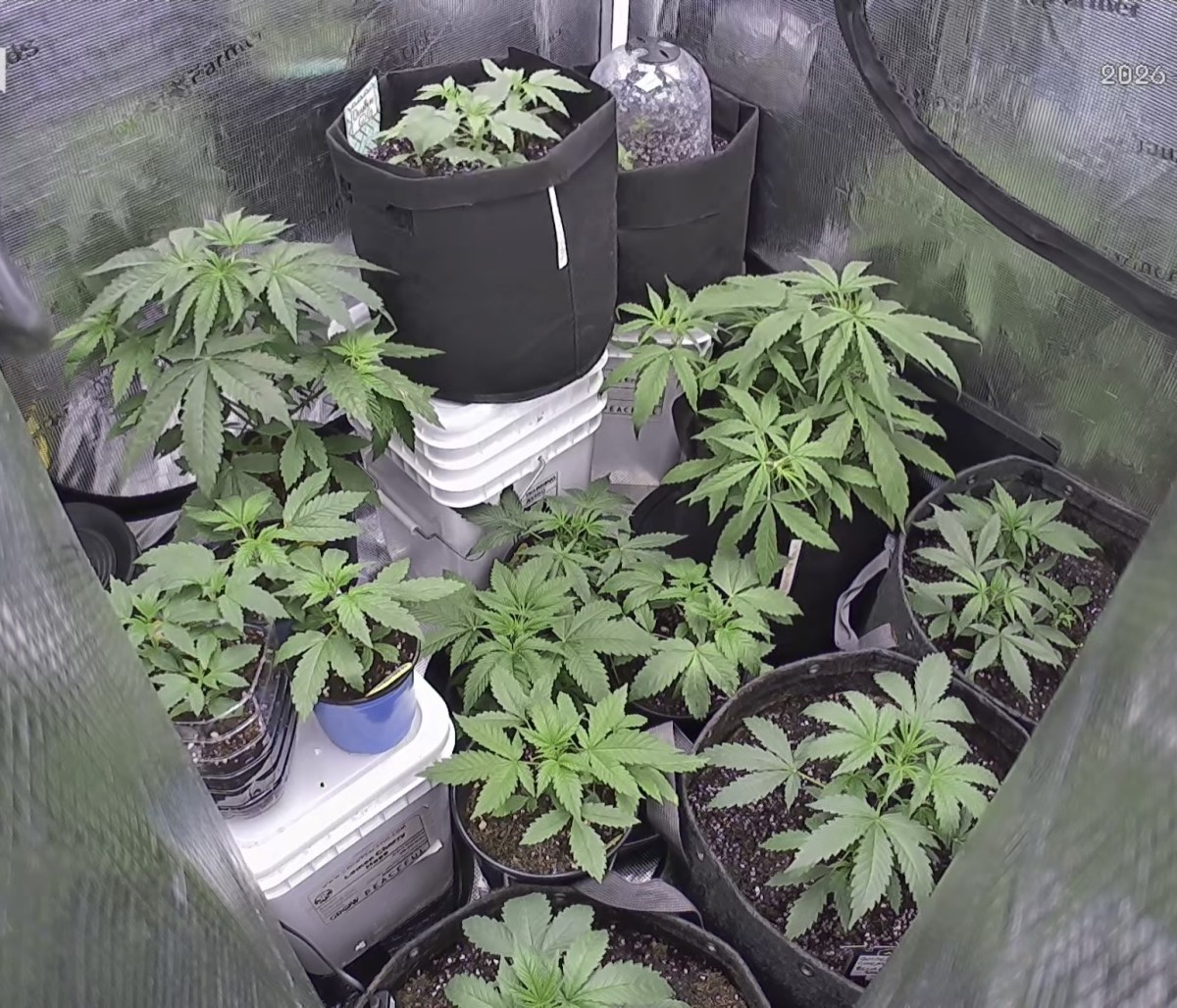 bbs-grow-diaries/blimburnseeds-com/user-49874/0382e6f989ab6340