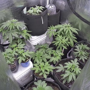 bbs-grow-diaries/blimburnseeds-com/user-49874/0382e6f989ab6340