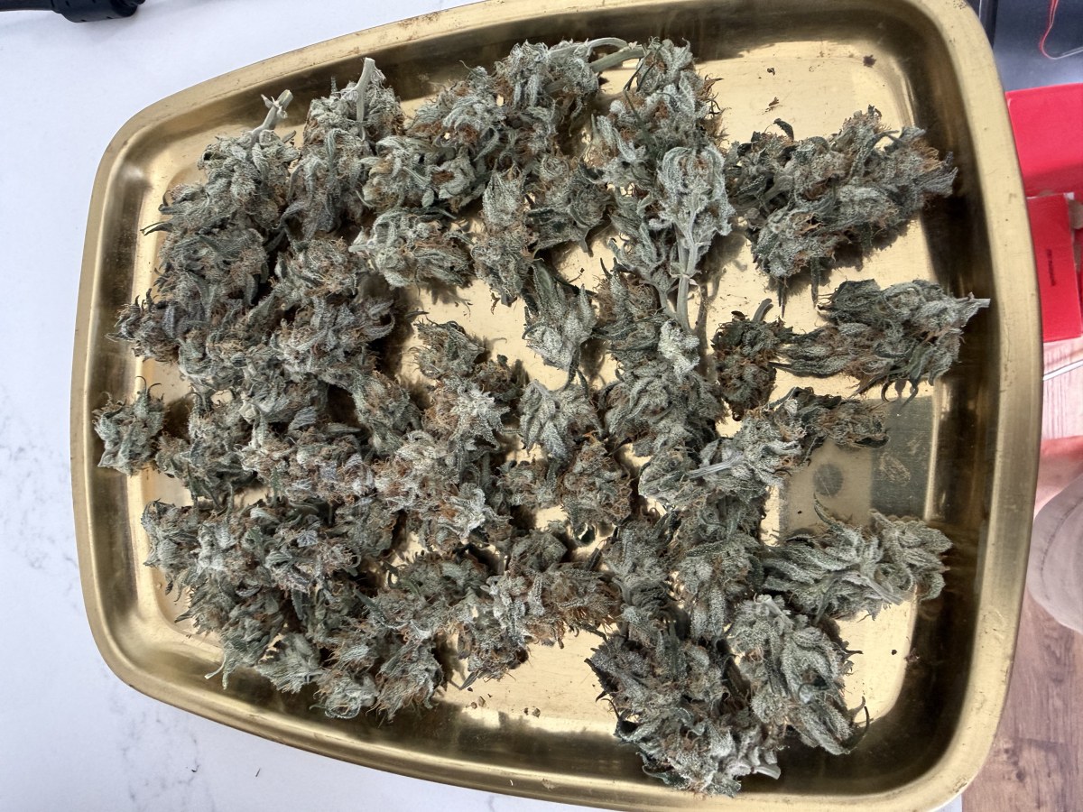 bbs-grow-diaries/blimburnseeds-com/user-49874/065d59011bc9382c