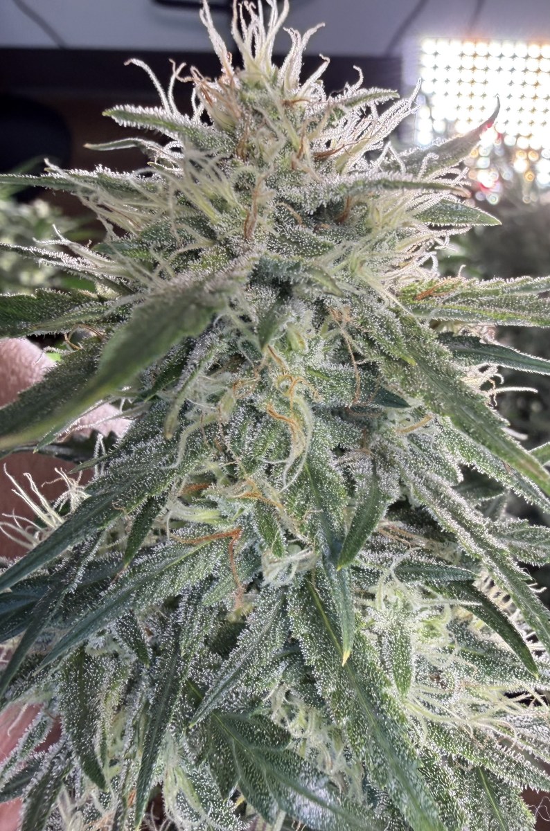 bbs-grow-diaries/blimburnseeds-com/user-49874/099c8c4ca294a4ed