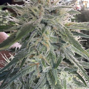 bbs-grow-diaries/blimburnseeds-com/user-49874/099c8c4ca294a4ed