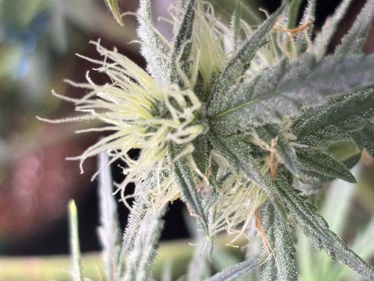 bbs-grow-diaries/blimburnseeds-com/user-49874/0cd0cabe0b3c6b53
