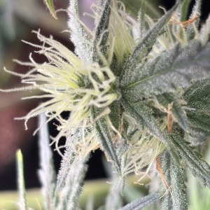 bbs-grow-diaries/blimburnseeds-com/user-49874/0cd0cabe0b3c6b53