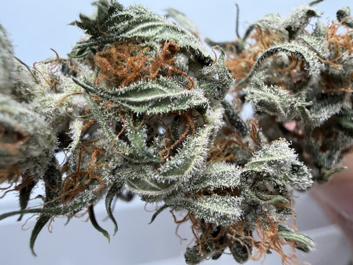 bbs-grow-diaries/blimburnseeds-com/user-49874/104910611cc3351f