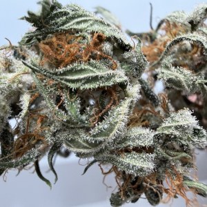 bbs-grow-diaries/blimburnseeds-com/user-49874/104910611cc3351f