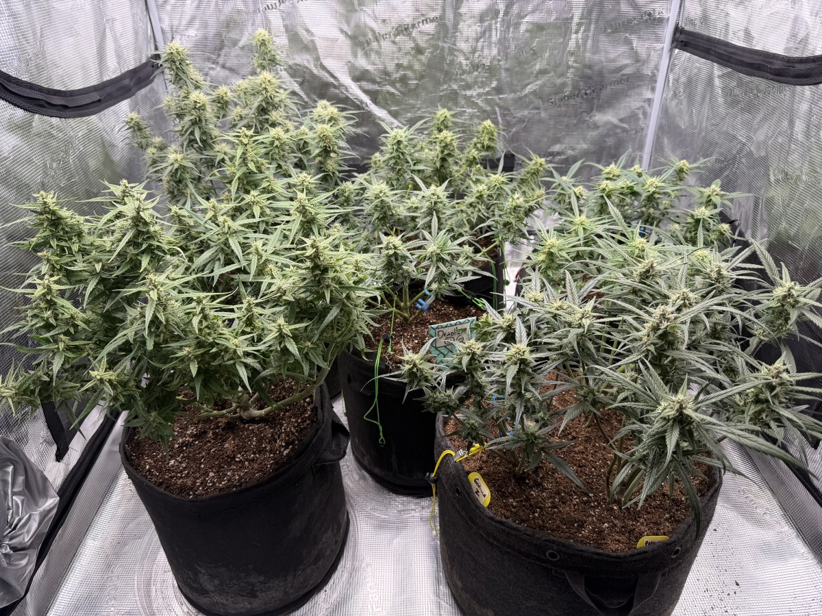 bbs-grow-diaries/blimburnseeds-com/user-49874/184fcae586231678