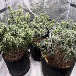 bbs-grow-diaries/blimburnseeds-com/user-49874/184fcae586231678