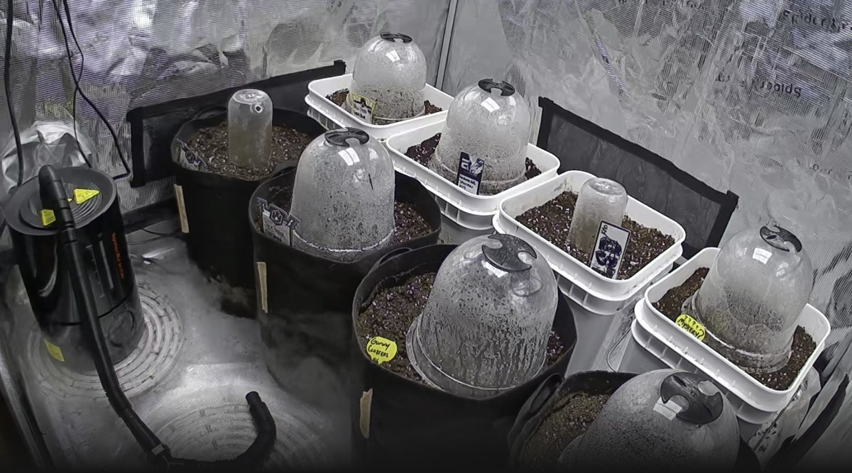 bbs-grow-diaries/blimburnseeds-com/user-49874/1ac6ade720b39b58