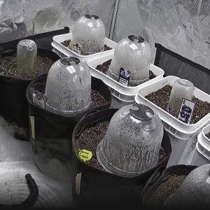 bbs-grow-diaries/blimburnseeds-com/user-49874/1ac6ade720b39b58