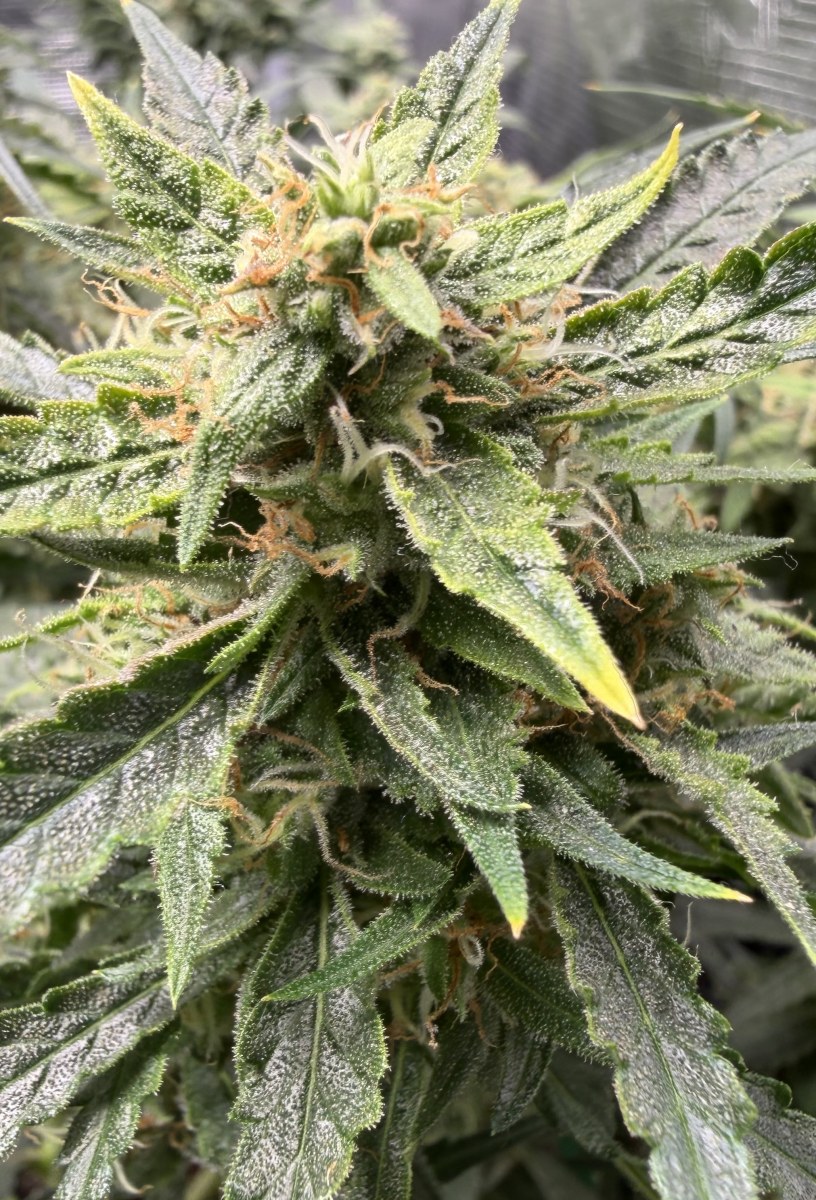 bbs-grow-diaries/blimburnseeds-com/user-49874/1e93e6320592555a