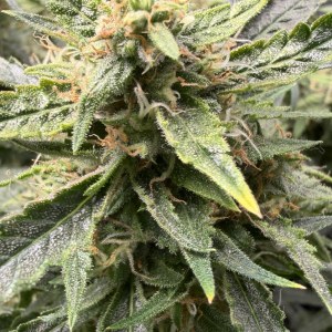 bbs-grow-diaries/blimburnseeds-com/user-49874/1e93e6320592555a