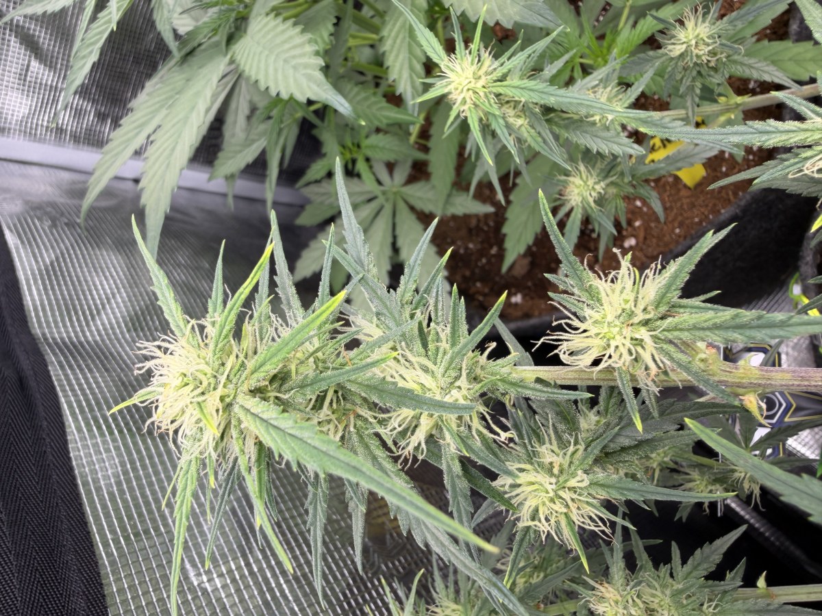 bbs-grow-diaries/blimburnseeds-com/user-49874/1f28c2e12090d10e