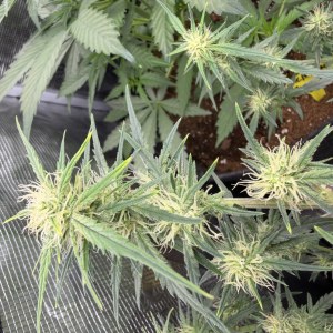bbs-grow-diaries/blimburnseeds-com/user-49874/1f28c2e12090d10e