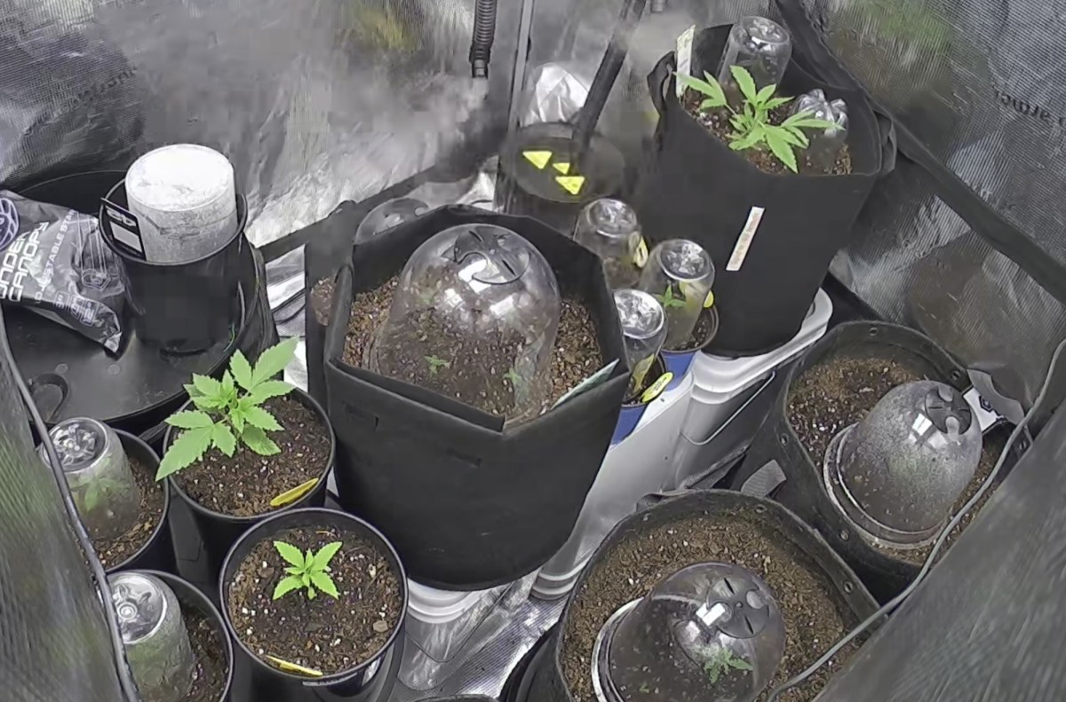 bbs-grow-diaries/blimburnseeds-com/user-49874/2b4dc32320ff9c23