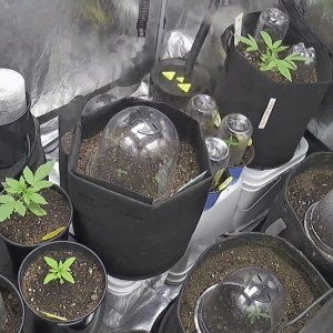 bbs-grow-diaries/blimburnseeds-com/user-49874/2b4dc32320ff9c23