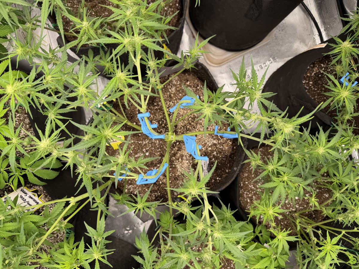 bbs-grow-diaries/blimburnseeds-com/user-49874/34e972b37ded5147