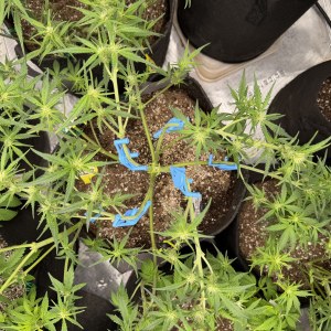bbs-grow-diaries/blimburnseeds-com/user-49874/34e972b37ded5147