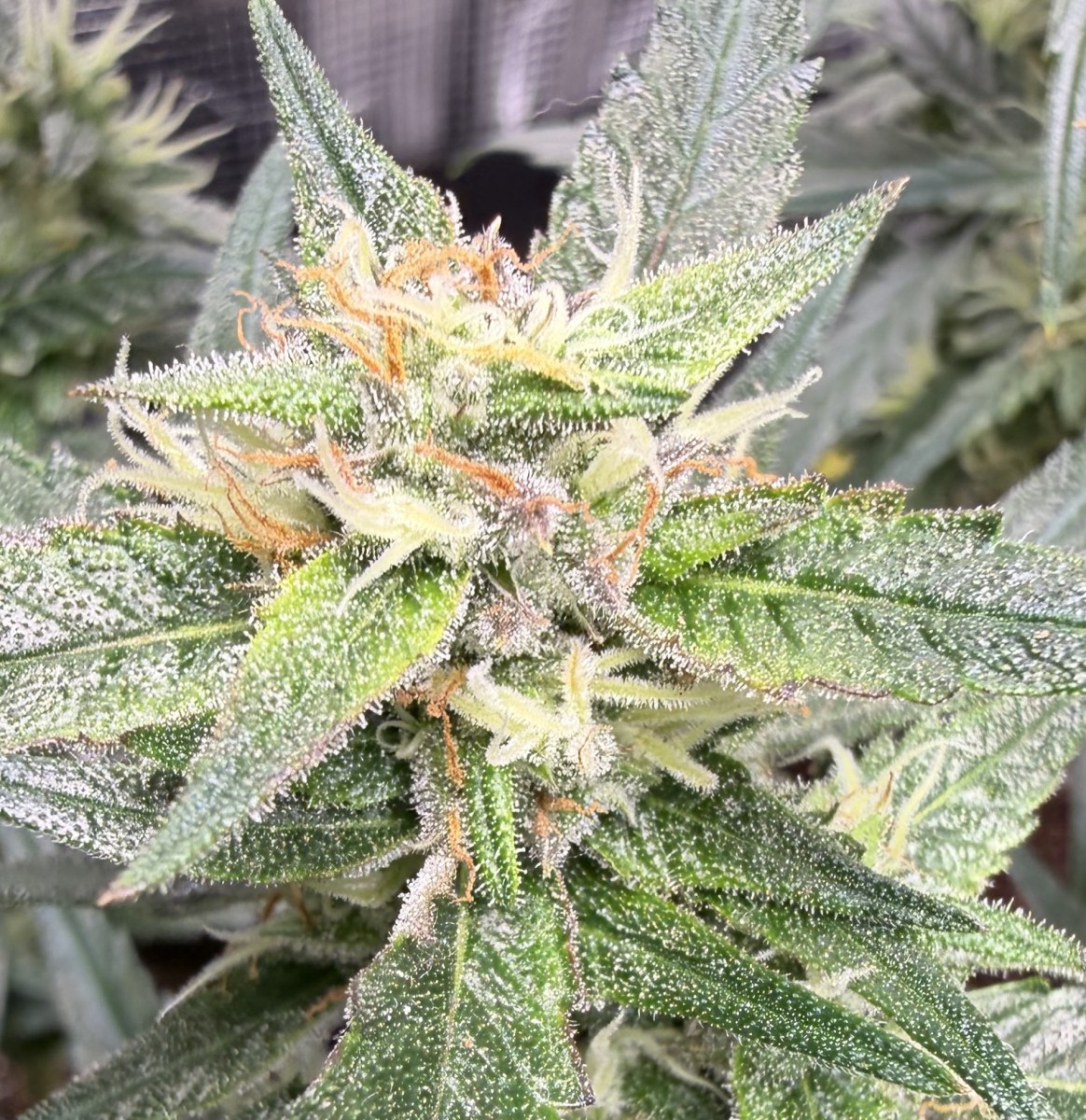 bbs-grow-diaries/blimburnseeds-com/user-49874/3aee22ef13fff184