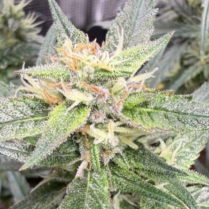 bbs-grow-diaries/blimburnseeds-com/user-49874/3aee22ef13fff184