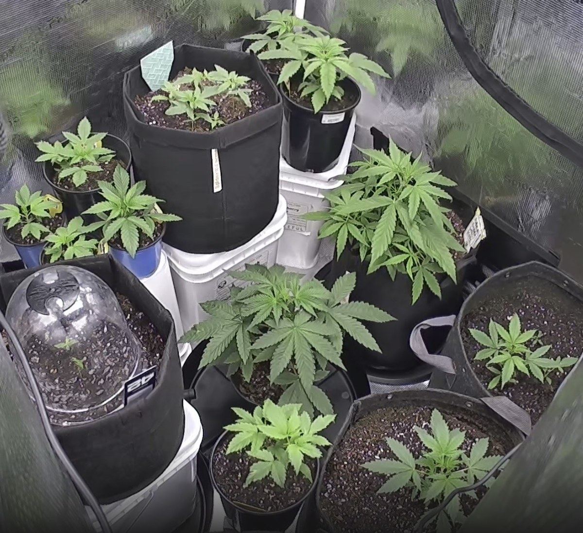 bbs-grow-diaries/blimburnseeds-com/user-49874/3dcac59aae7e4678