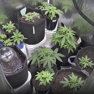 bbs-grow-diaries/blimburnseeds-com/user-49874/3dcac59aae7e4678