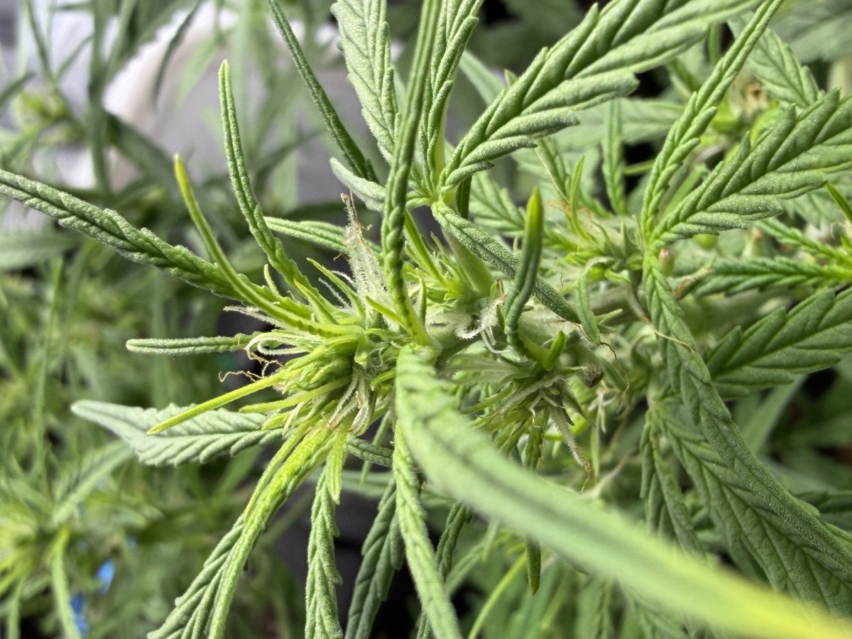 bbs-grow-diaries/blimburnseeds-com/user-49874/409500b2ff77e20a