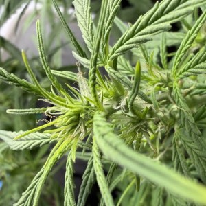 bbs-grow-diaries/blimburnseeds-com/user-49874/409500b2ff77e20a