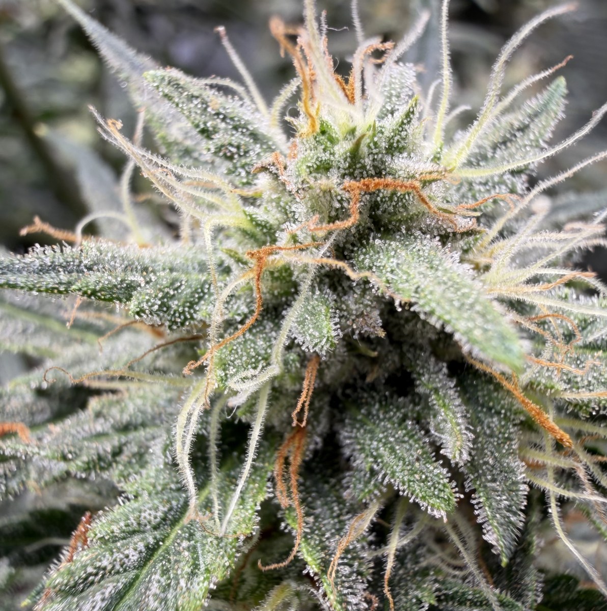 bbs-grow-diaries/blimburnseeds-com/user-49874/47d32c853ad7a3fb