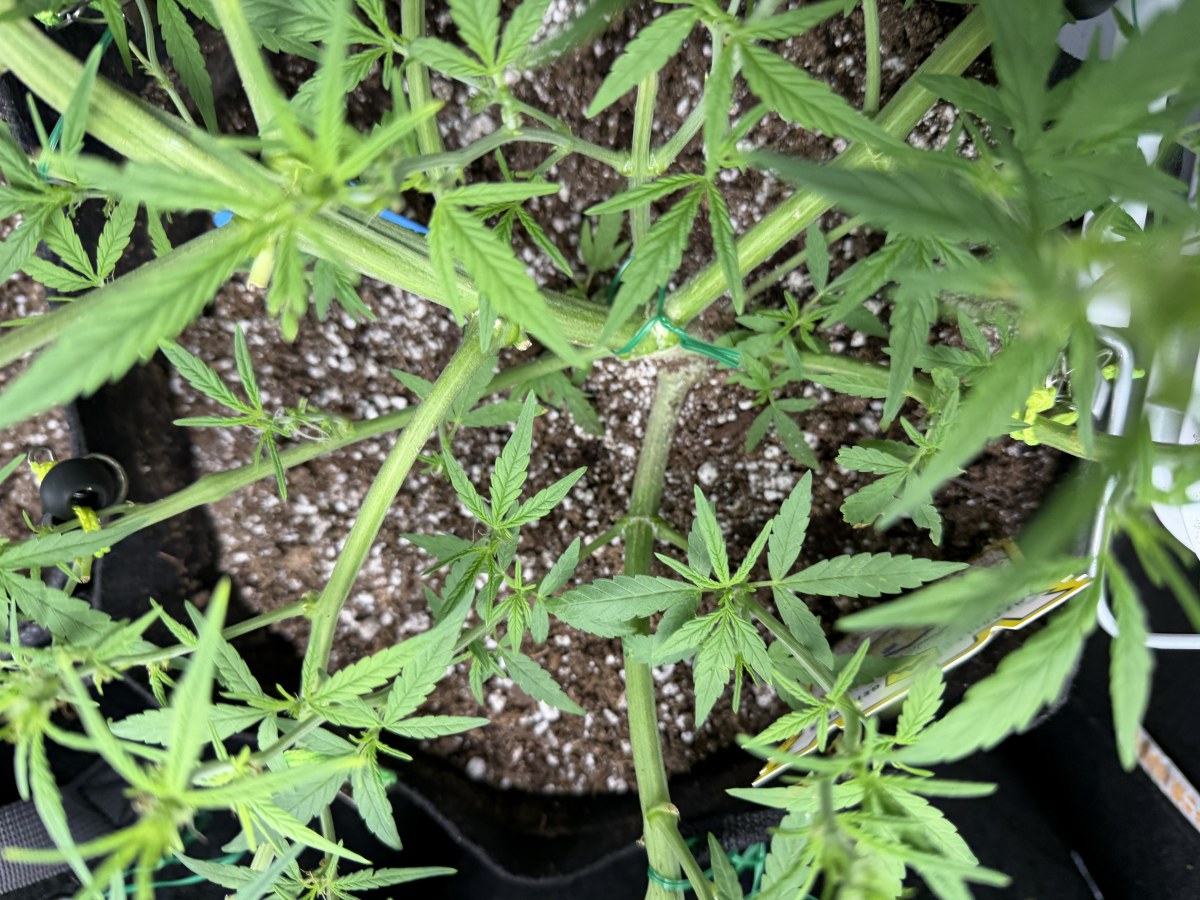 bbs-grow-diaries/blimburnseeds-com/user-49874/4cf115463051d216