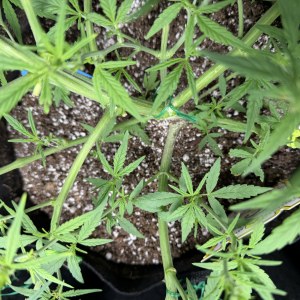 bbs-grow-diaries/blimburnseeds-com/user-49874/4cf115463051d216