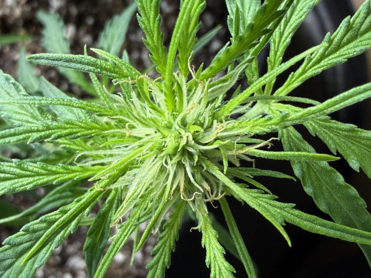 bbs-grow-diaries/blimburnseeds-com/user-49874/4e372e6969f41d00