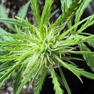 bbs-grow-diaries/blimburnseeds-com/user-49874/4e372e6969f41d00
