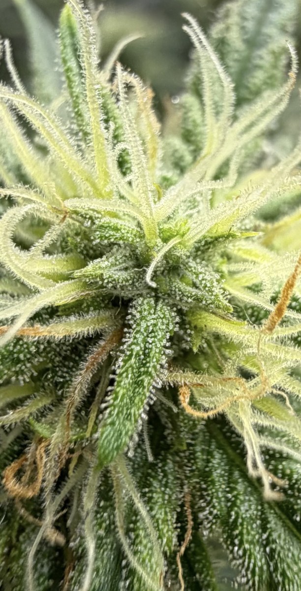 bbs-grow-diaries/blimburnseeds-com/user-49874/505baebe999070e7