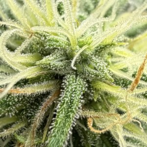 bbs-grow-diaries/blimburnseeds-com/user-49874/505baebe999070e7