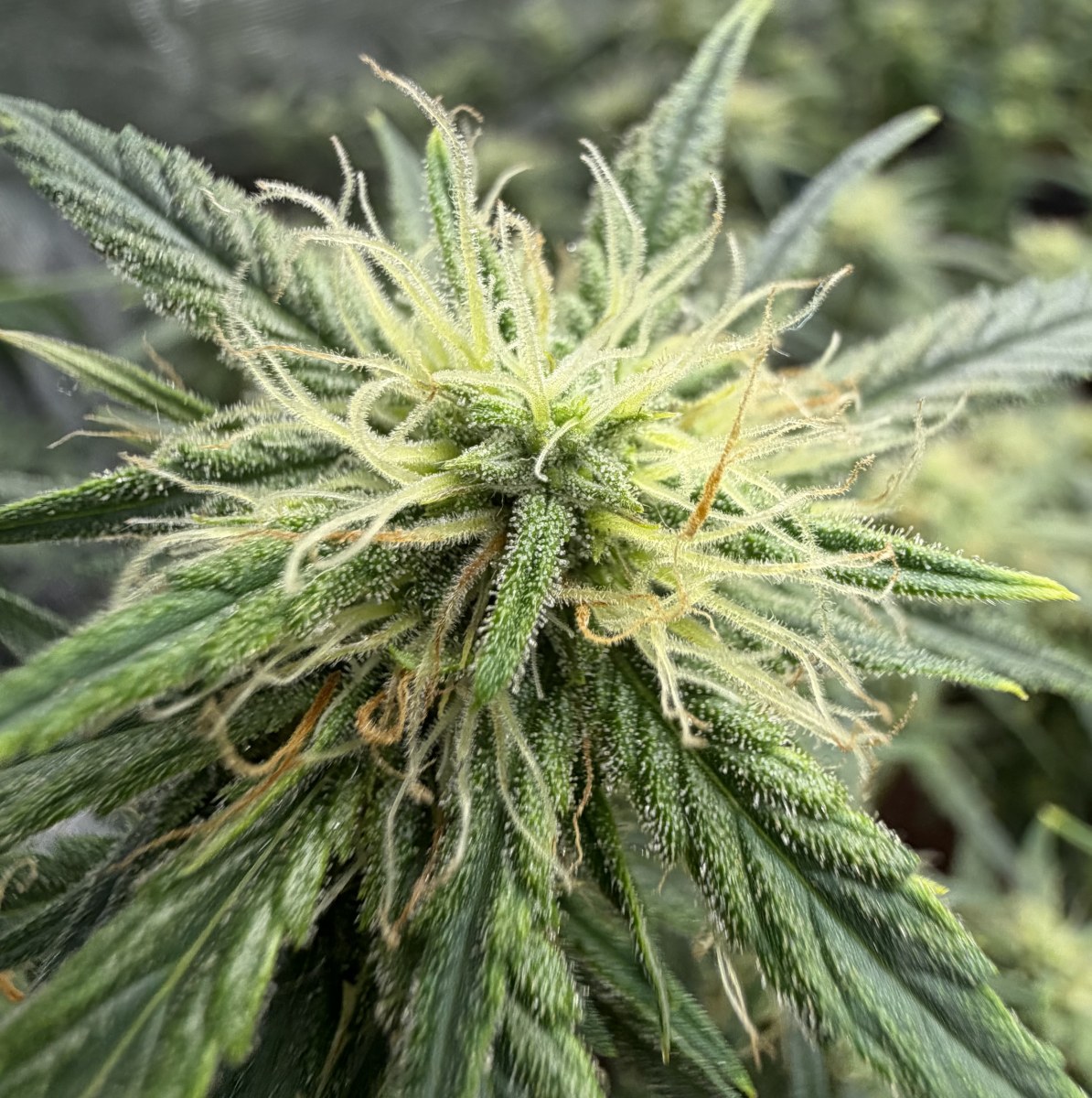 bbs-grow-diaries/blimburnseeds-com/user-49874/5366dca56c362be6
