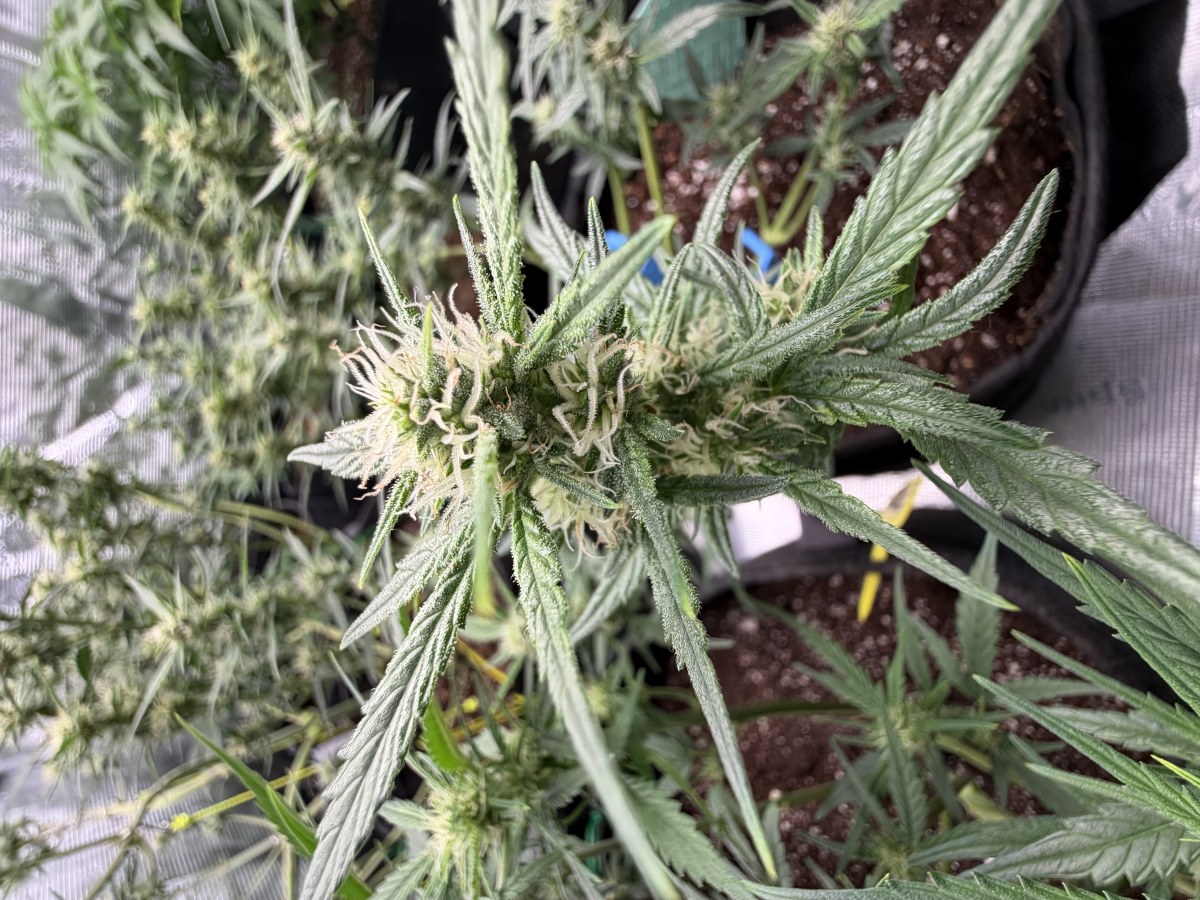 bbs-grow-diaries/blimburnseeds-com/user-49874/54573abf69f31ebf