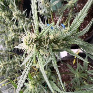 bbs-grow-diaries/blimburnseeds-com/user-49874/54573abf69f31ebf