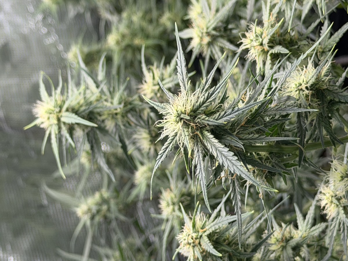 bbs-grow-diaries/blimburnseeds-com/user-49874/54fce4c3dde17f99
