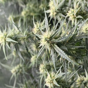 bbs-grow-diaries/blimburnseeds-com/user-49874/54fce4c3dde17f99