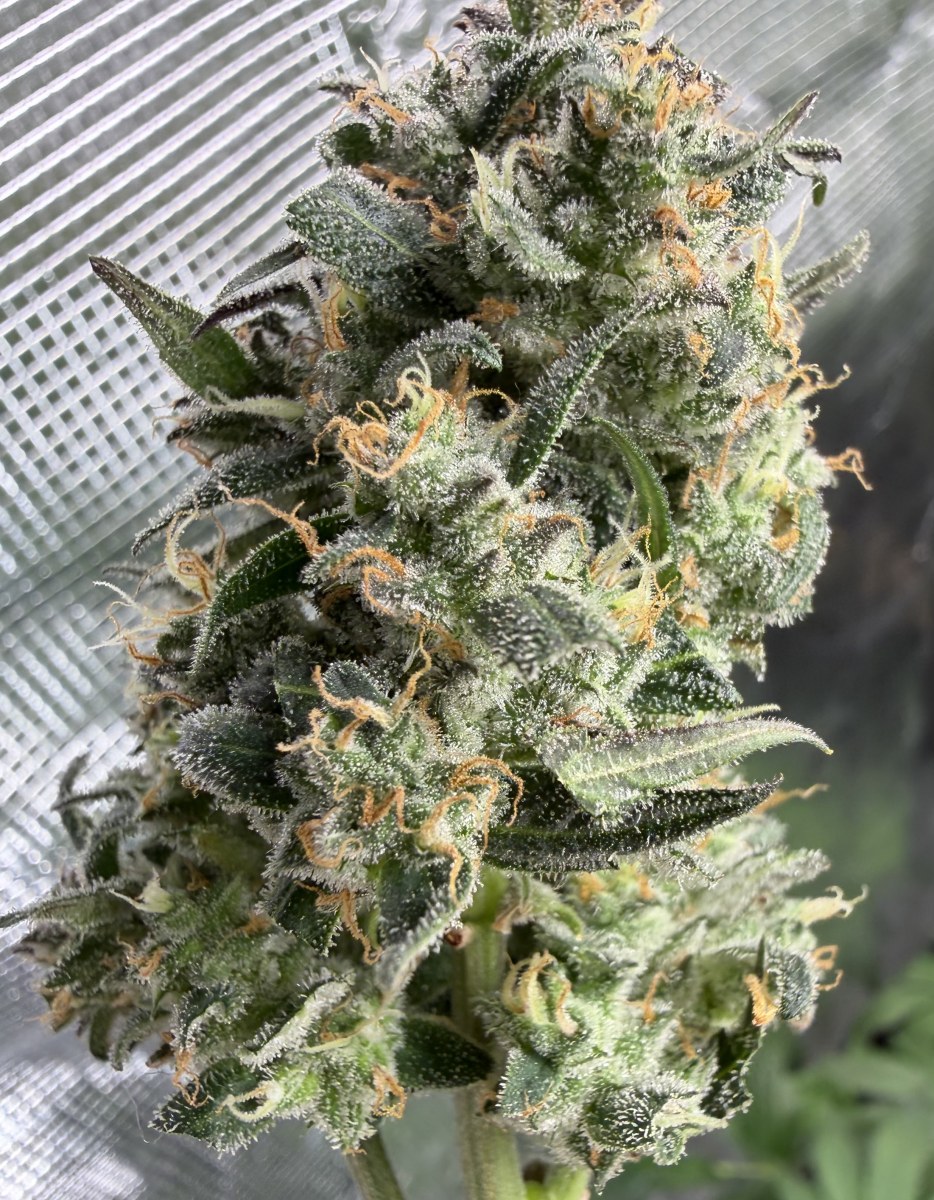 bbs-grow-diaries/blimburnseeds-com/user-49874/584db7217e9446d5